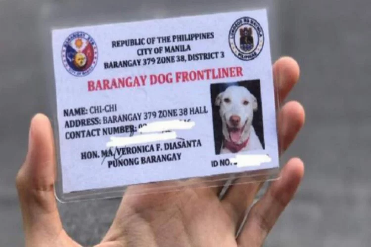 Virüs tedbirleri denetiminde görevli köpeğe kimlik kartı verildi