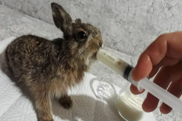 Bursa'da ölmek üzereyken bulduğu yavru tavşanı besleyip doğaya saldı!