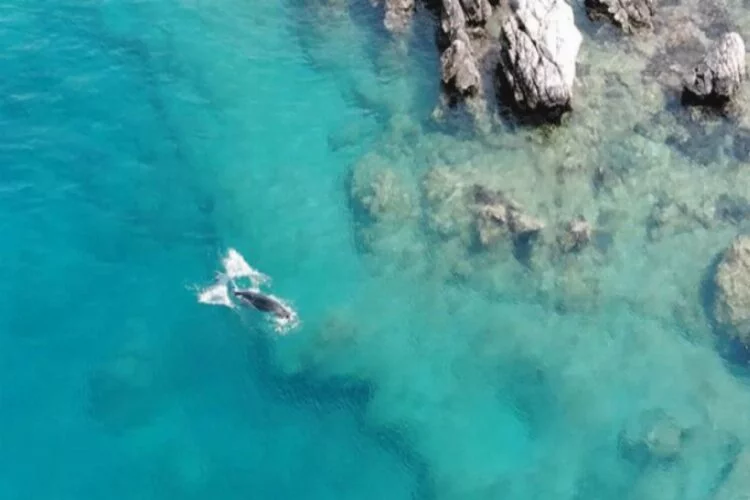 Akdeniz foku, Üç Adalar'da görüntülendi