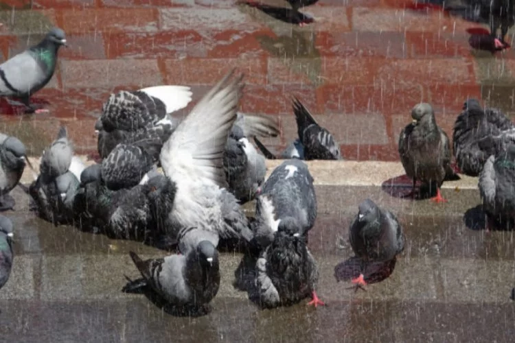 Bursa Osmangazi'de sıcaktan bunalan güvercinlere her gün böyle banyo yapıyor