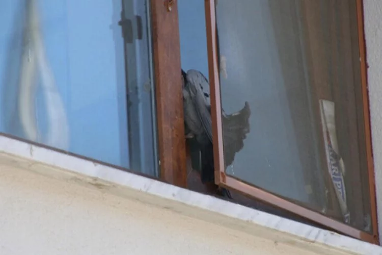 Pencere ile sineklik arasına sıkışan güvercin için seferber oldular