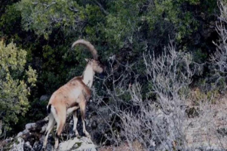Toros Dağları'ndaki yaban keçileri dronla görüntülendi