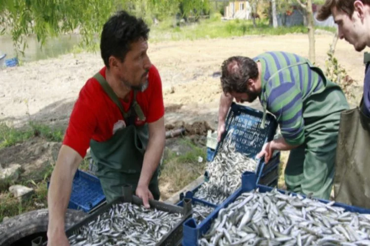 Koronavirüs pandemi, Bursa'da gümüş balığı fiyatlarını da etkiledi