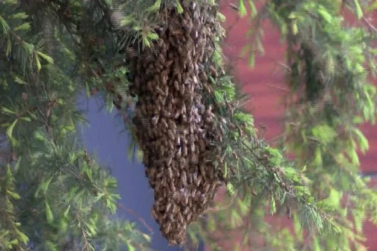 Üsküdar'da arı paniği