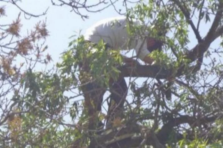 Kız öğrenci çıktığı ağaçta mahsur kaldı