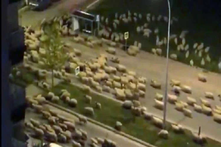 Şaşırtan görüntü! Koyun sürüsü caddeyi kapattı