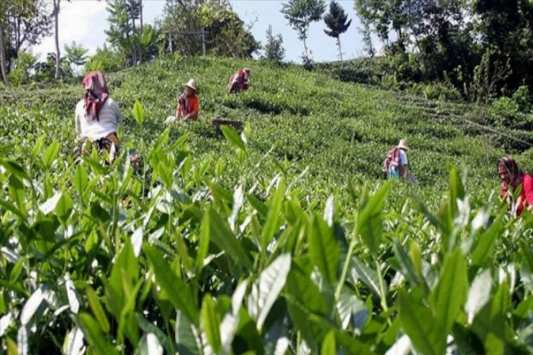 Doğu Karadeniz'de çay hasadına formül aranıyor