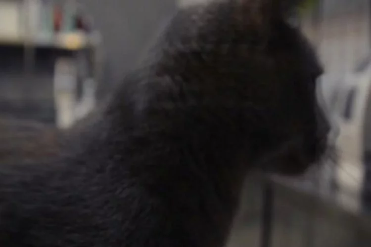 Elektrik akımına kapılan kediye Bursa'da "protez damak" yaptılar