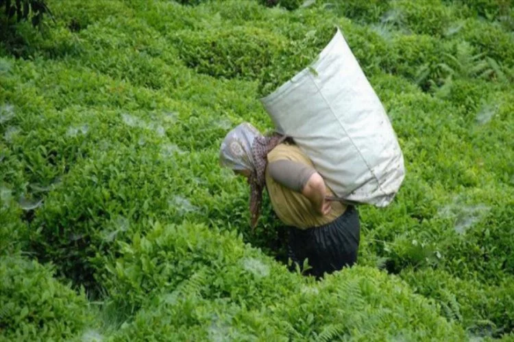 Yaş çay alım kampanyası için havanın ısınması bekleniyor