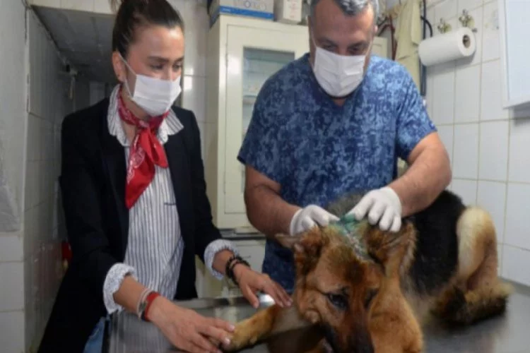 Kesici aletle işkence yapılan köpeğe tedavi