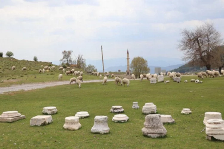 Antik kente koyun sürüsü girdi