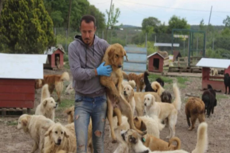 Bursalı genç sokak hayvanları için çiftlik kurdu, 500 köpeği besleyip sahiplendiriyor