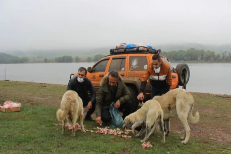 Bursa Uludağ'daki hayvanlar "aç kalmasın" diye öyle engelleri aşıyor ki