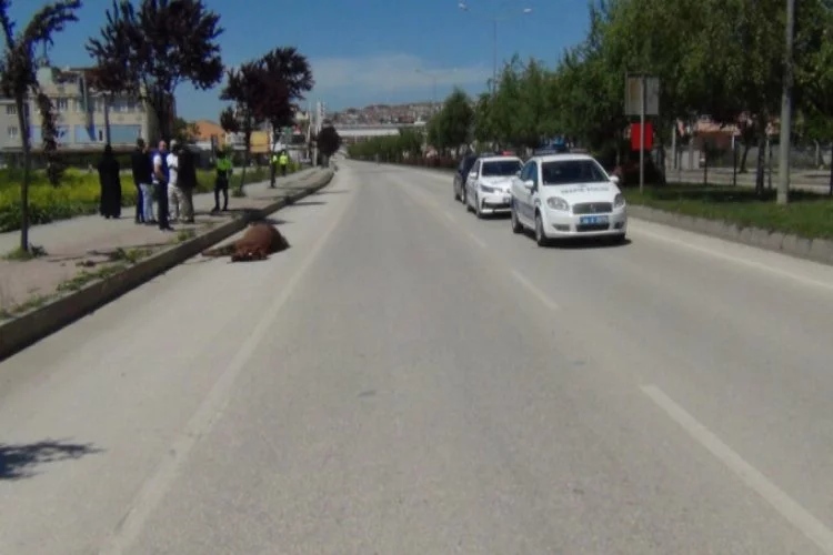 Bursa'da akılalmaz kaza! Otomobil ata çarptı