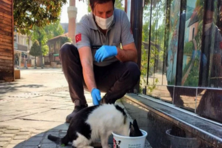 Bursa Osmangazi'de sokak hayvanları düzenli olarak besleniyor