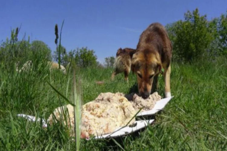 Hayvanseverler köpekleri besledi