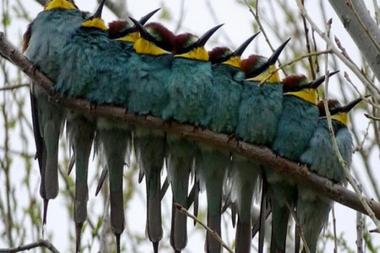 Kars'ta canlanan doğa kuşlarla şenlendi