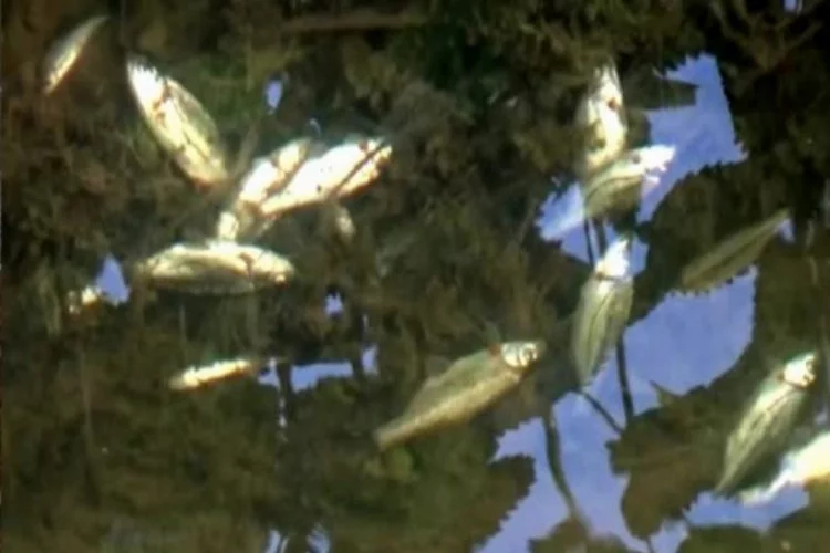 Derede yaşanan balık ölümleri mahalleliyi korkuttu