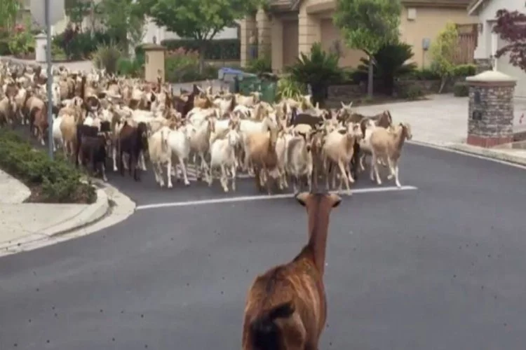 200 keçi sokaklara indi: 'Sosyal mesafeye uymadılar'