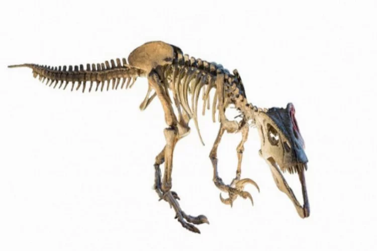 70 milyon yıllık dev dinozor fosili bulundu