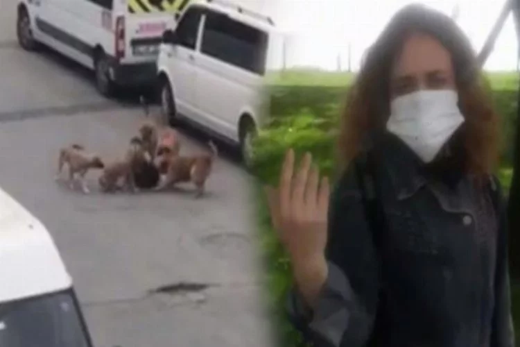 Sokak köpekleri işe giden kadına saldırdı!