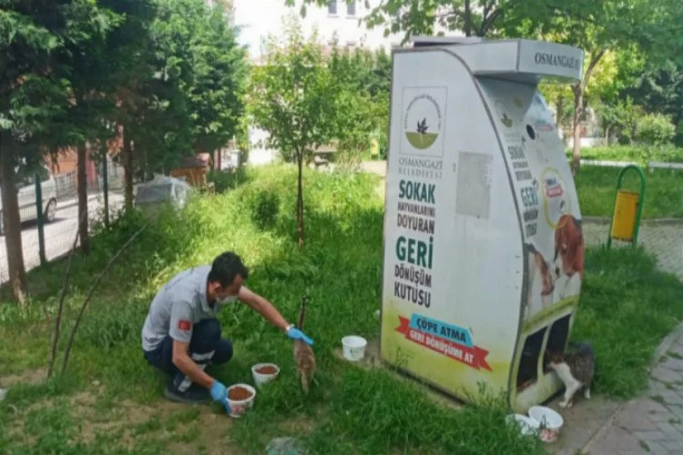 Bursa Osmangazi'de sokak hayvanları sahipsiz kalmadı