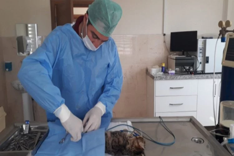 Bursa'da kazazede kedi ameliyat edildi