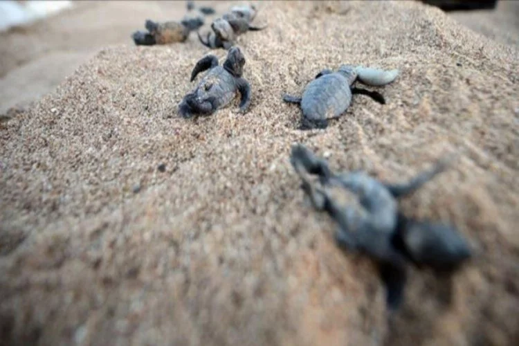 Hindistan'da koronavirüs, türüne az rastlanan kaplumbağalara yaradı