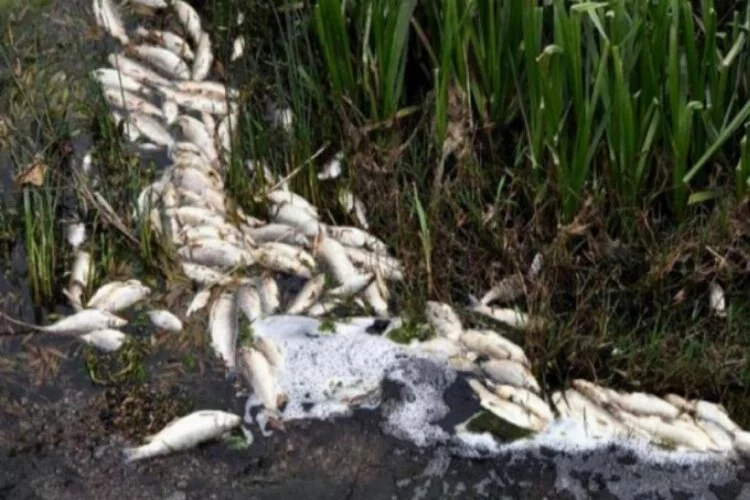 Karakarlı Deresi'ndeki balık ölümleri endişelendiriyor