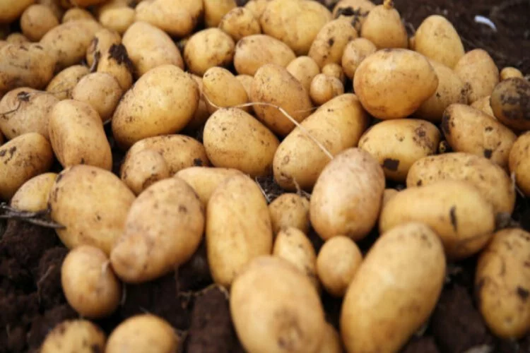 Patateste 50 bin tonluk dış satım izni üreticileri sevindirdi