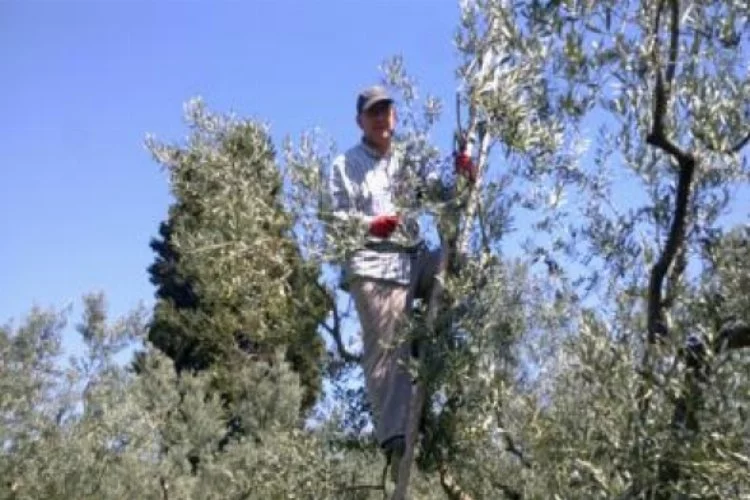 Başkan Güler'den ağaç üstünde isyan