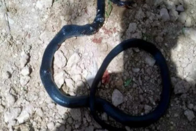2 metrelik yılan ortaya çıktı!