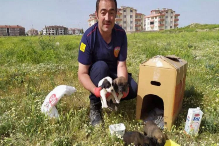 Toprak altında mahsur kalan yavru köpekler kurtarıldı