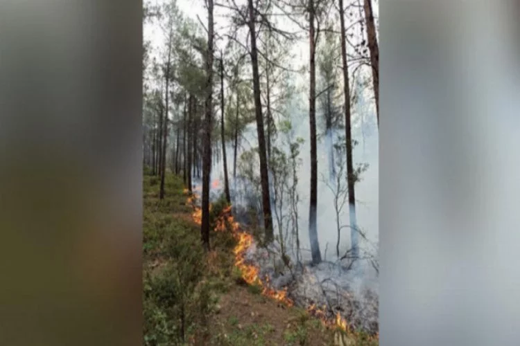 Bursa'da orman yangını büyük çapta zarara yol açtı