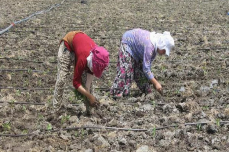 Mevsimlik tarım işçilerinin sıcak havada zorlu mesaisi