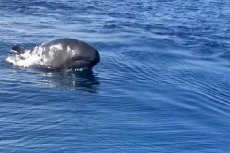 Yalancı katil balinalar Kuzey Ege'de ilk defa görüntülendi