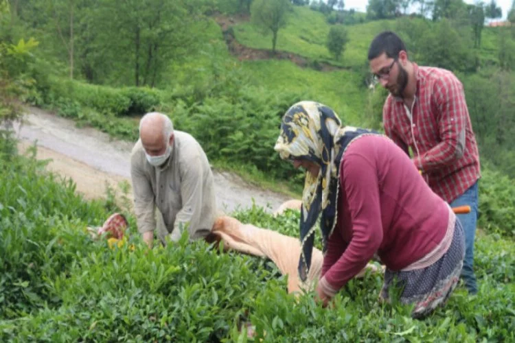 Doğu Karadeniz'de yaş çay hasadı başladı
