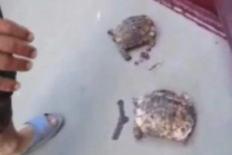 Nehirde mahsur kalan kaplumbağalar kurtarıldı