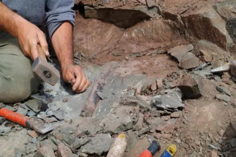 10 metrelik dev dinozor fosili bulundu