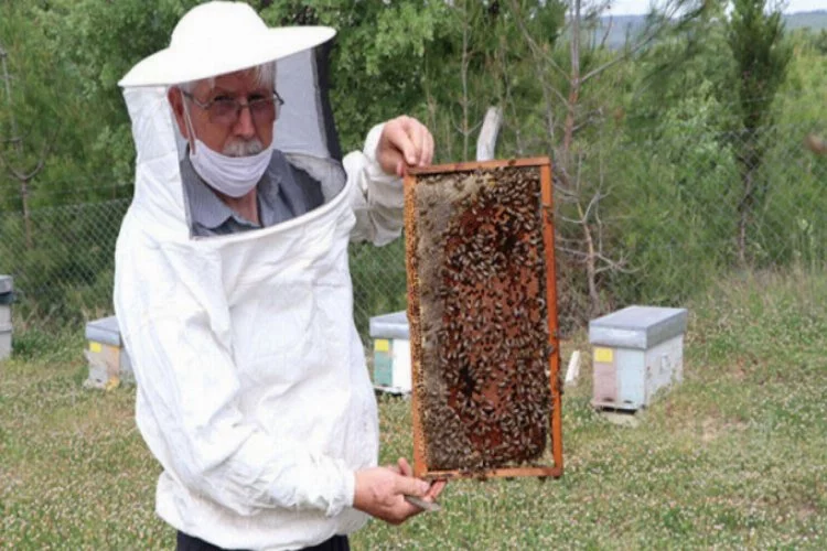 Arı Yetiştiricileri Birliği Başkanı: Arı sempatik değil ama yaşamımızı sürdürmede payı çok fazla
