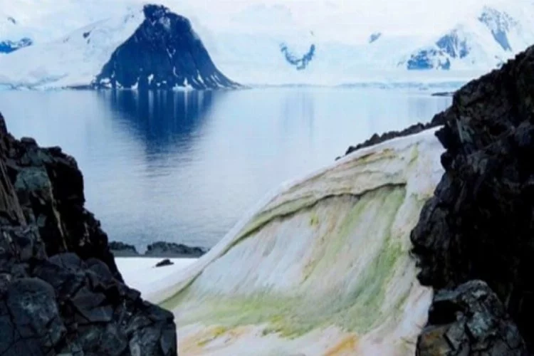 Antartika'daki eriyen yüzey yosunla kaplanıyor