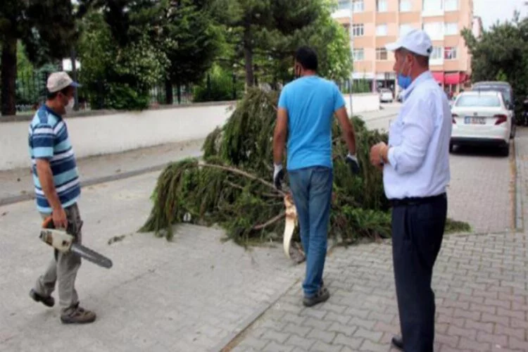 Bolu'da rüzgar ağacın dalını kırdı