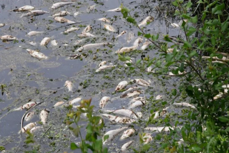 Barajdaki balık ölümlerinin nedeni belli oldu