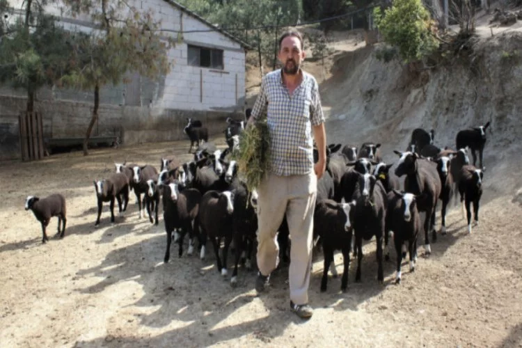 Bursa'da bu koyunu almak isteyenlere 5 ay sıra veriliyor!
