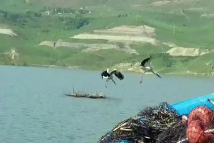 Baraj gölü sularına gömülen leylek yuvasındaki 4 yavru telef oldu