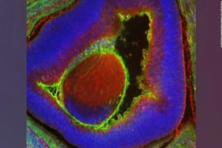 Kısmen insan hücresinden oluşan bir fare embriyosu oluşturdu