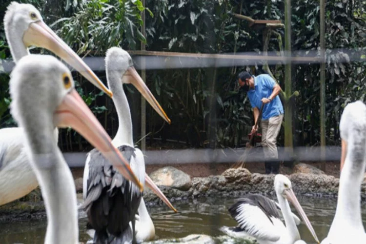 Endonezya'da hayvanat bahçesinde gıda stokları tükeniyor