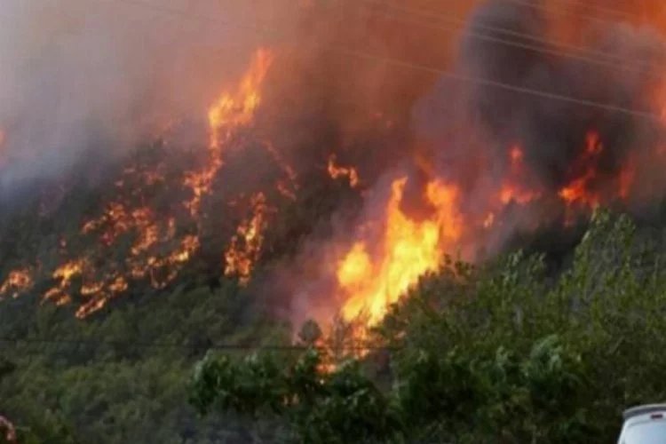 Bodrum'da çıkan yangında 10 hektarlık alan kül oldu