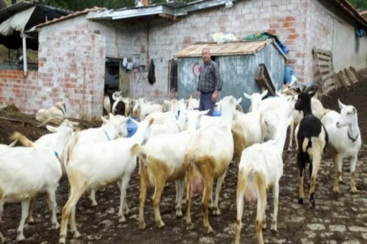 Keçilerini Saanen ırkıyla melezleyen besici, süt verimini 2 kat artırdı