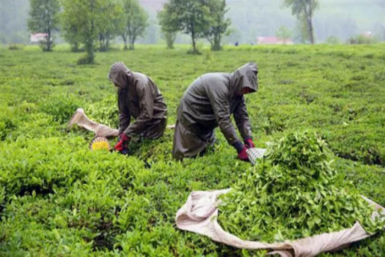 6 bin 420 çay üreticisine Kovid-19 testi yapıldı